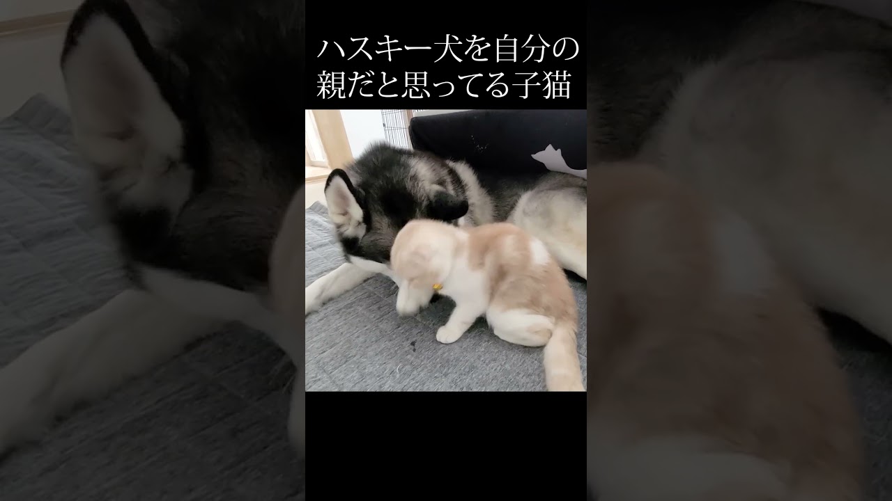 ハスキー犬を自分の親だと思ってる子猫の行動が...笑