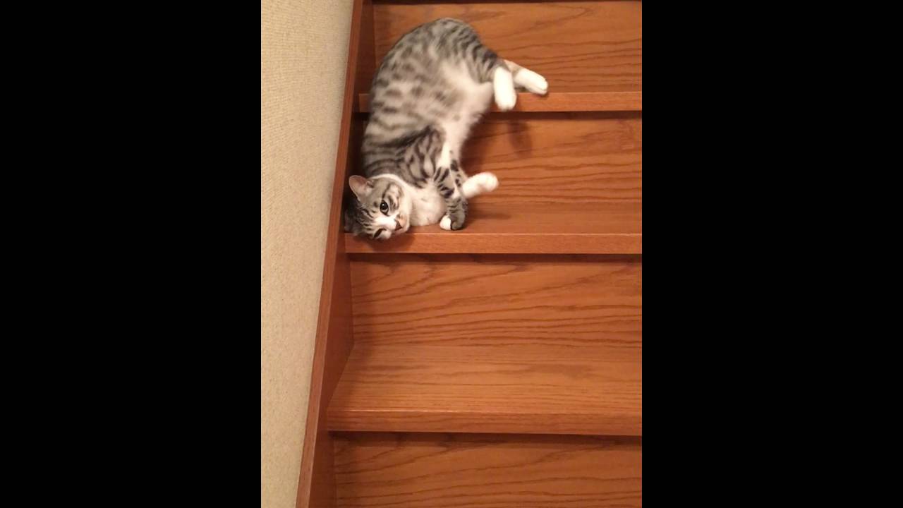 流れるように落ちていく猫(流動体)