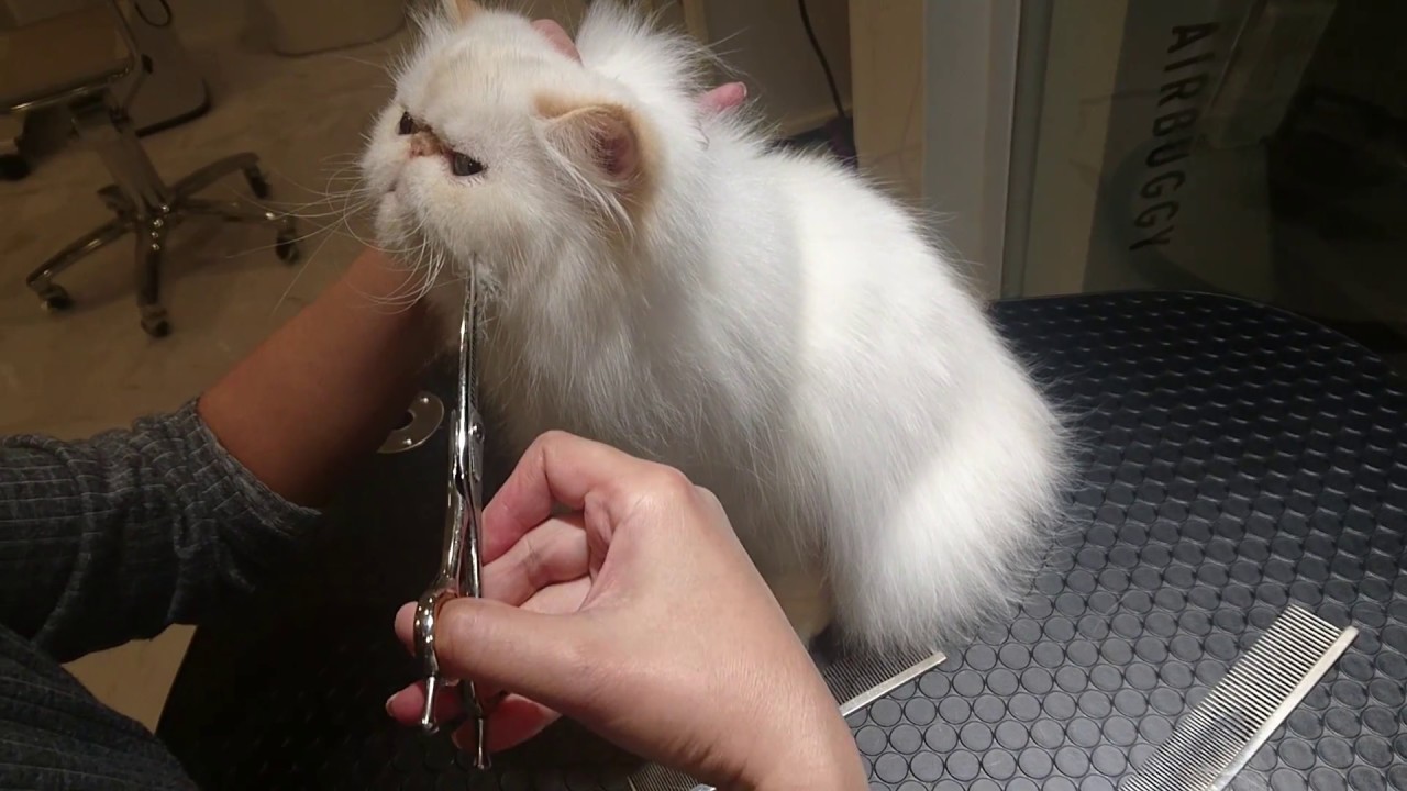 trimming of head & face,Himalayan Persian.ペルシャ ヒマラヤンの顔カット