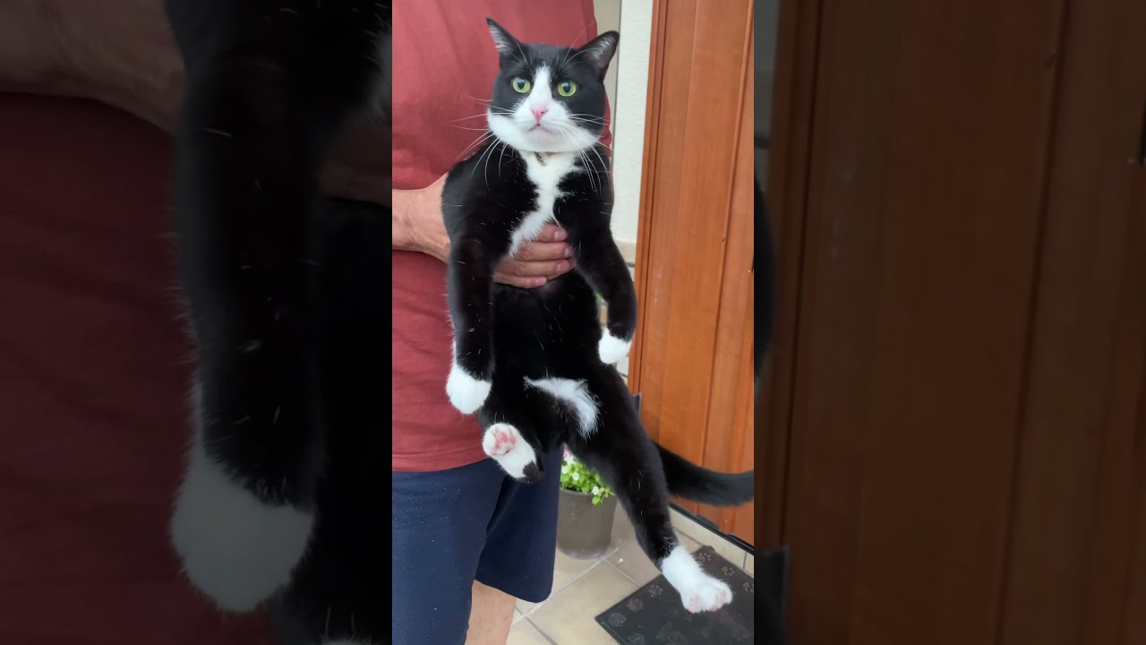 脱走して捕まった家猫の末路 The end of the house cat that escaped and was caught #Shorts #ハチワレ猫