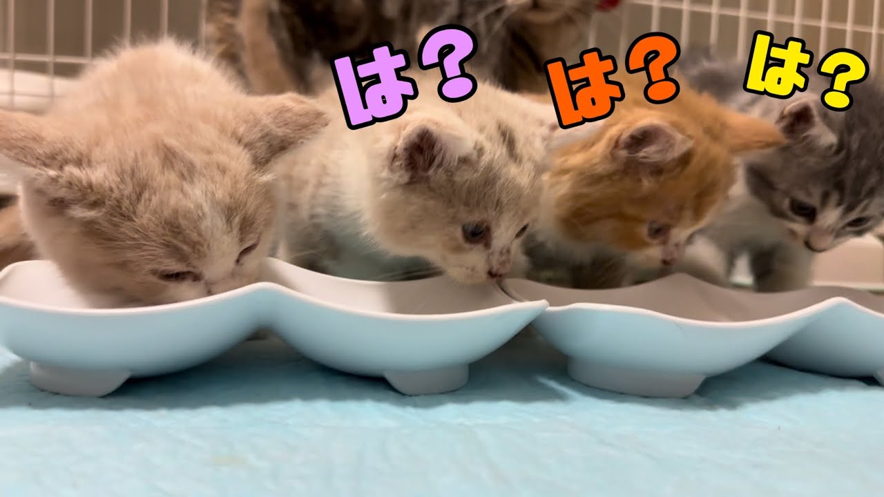 ご飯をカリカリだけにした時の子猫の反応がこちらです #37
