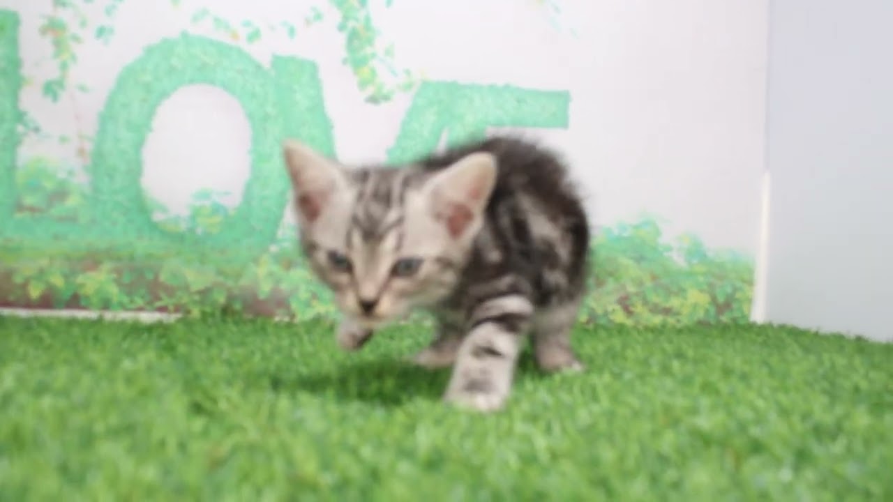 Coo&RIKU　No627790　アメリカンショートヘアー