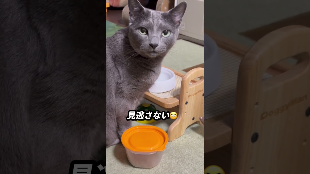 【ロシアンブルー】今朝のめろん、おとなしめの⁇おねだり😌【猫】#shorts