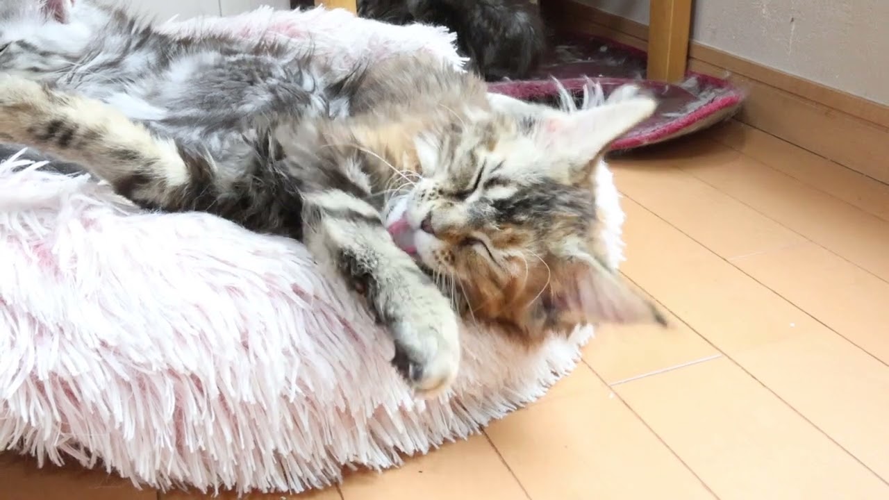 グルーミングしているメインクーン子猫のイドウナちゃん