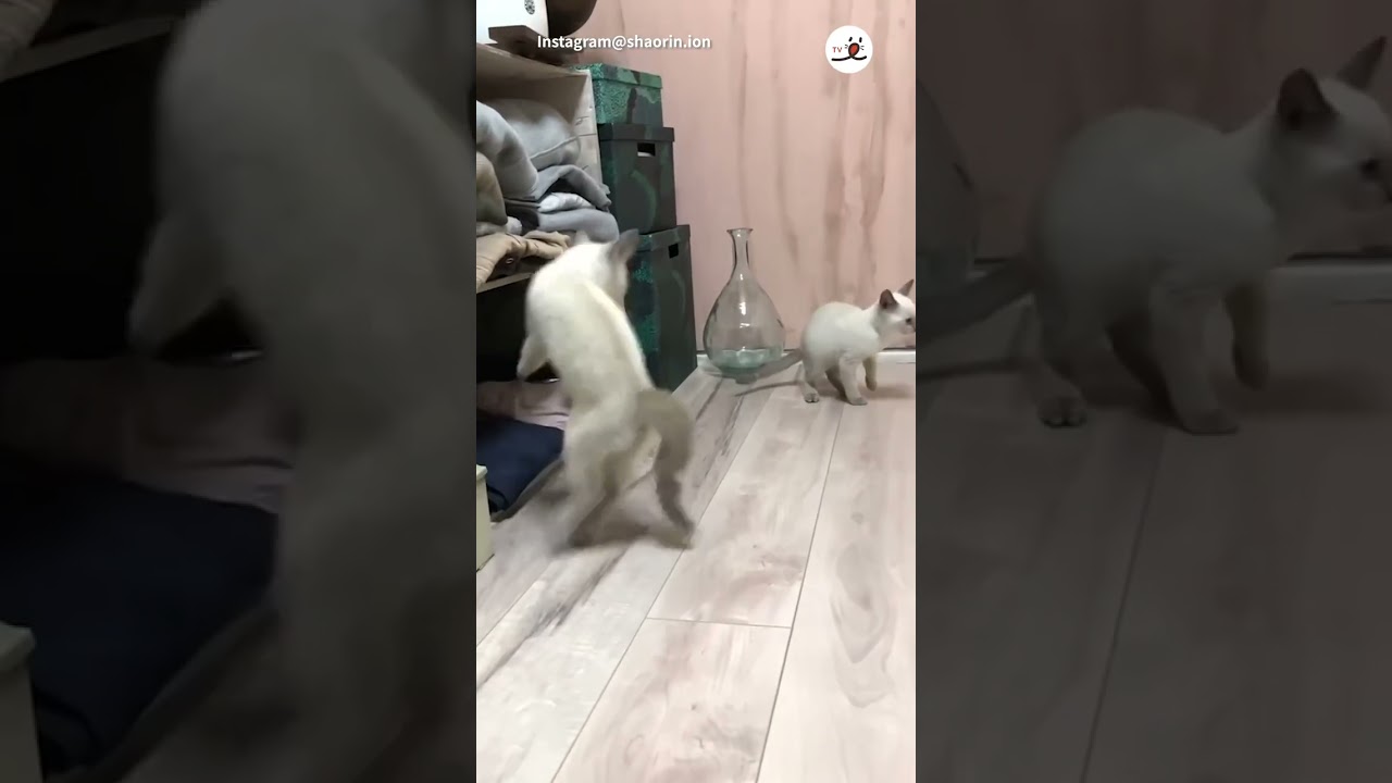 ジャンプが止まらないニャンコさん｜PECO