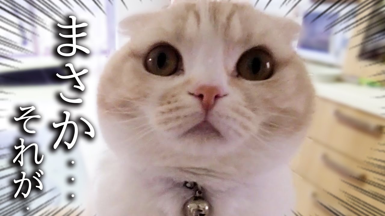 子猫と犬達に手作りクッキーを振る舞ったらこうなった