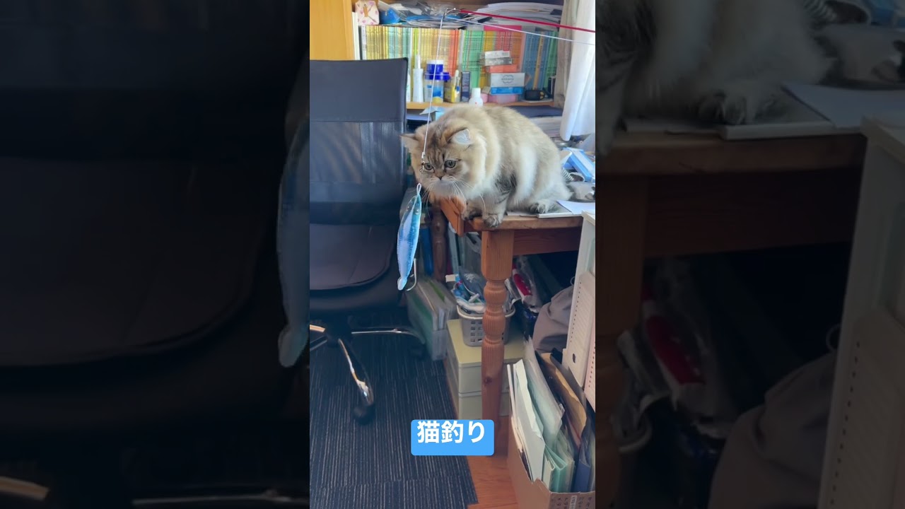 猫釣り#shortsペルシャ猫