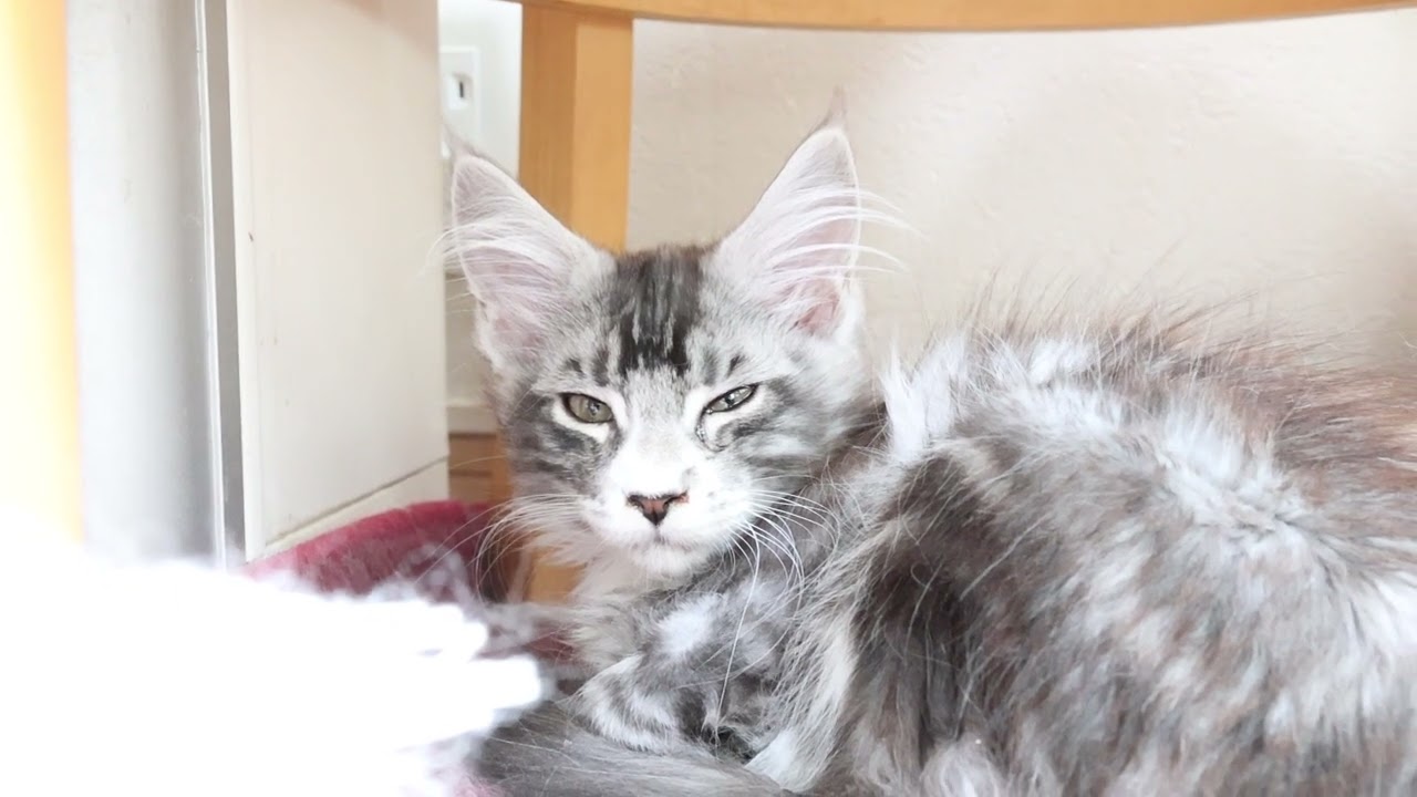 お昼寝しているメインクーン子猫のクリストフ君