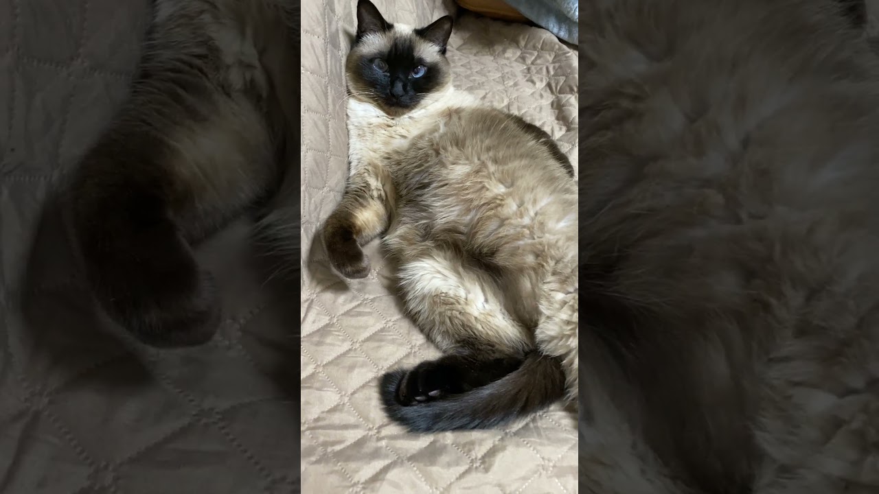 【2023.03.25】今日のシャム猫のふくさん（音無し）【たぬき猫】 #Shorts