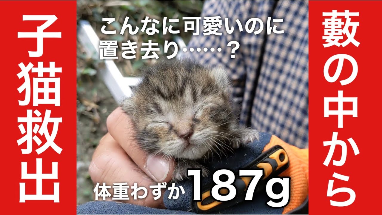 【緊急レスキュー】家の裏の竹藪から、子猫の鳴き声が！探してみると…