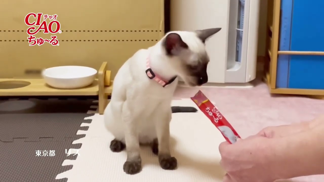 シャム猫リズ、CMに出演？【Siamese LIZ is on TV?】