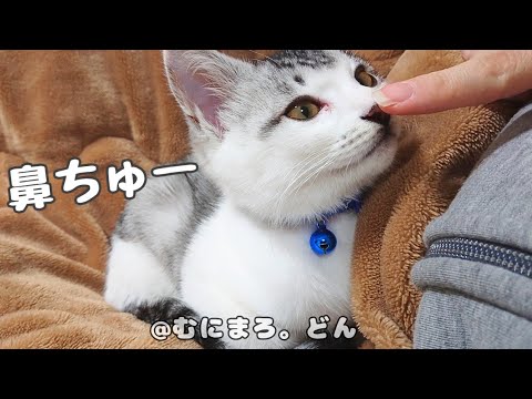 子猫が見つめてくるので、鼻チューしてみたら可愛いことになりました…。