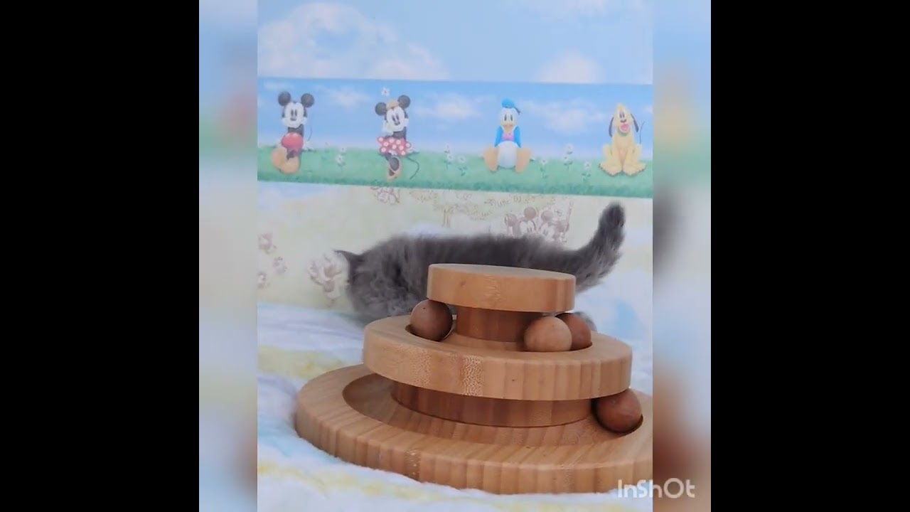 ラガマフィン おっとり、癒し系の男の子！　ふわふわ　もこもこ