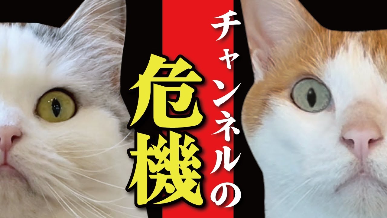 新しい家で最悪のトラブルが発生してしまいました…！【関西弁でしゃべる猫】