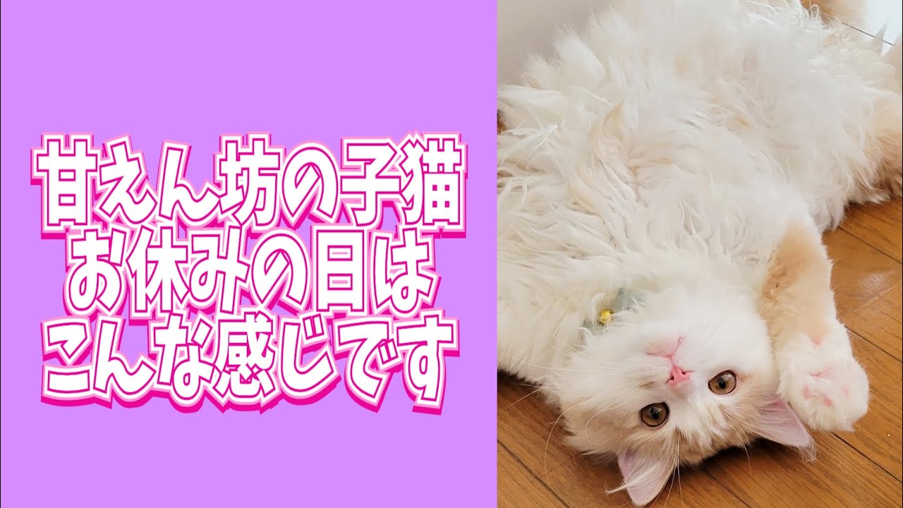 ラガマフィンの子猫、お迎えすると休日はこんな感じです#ラガマフィン #猫動画 #cat #多肉植物
