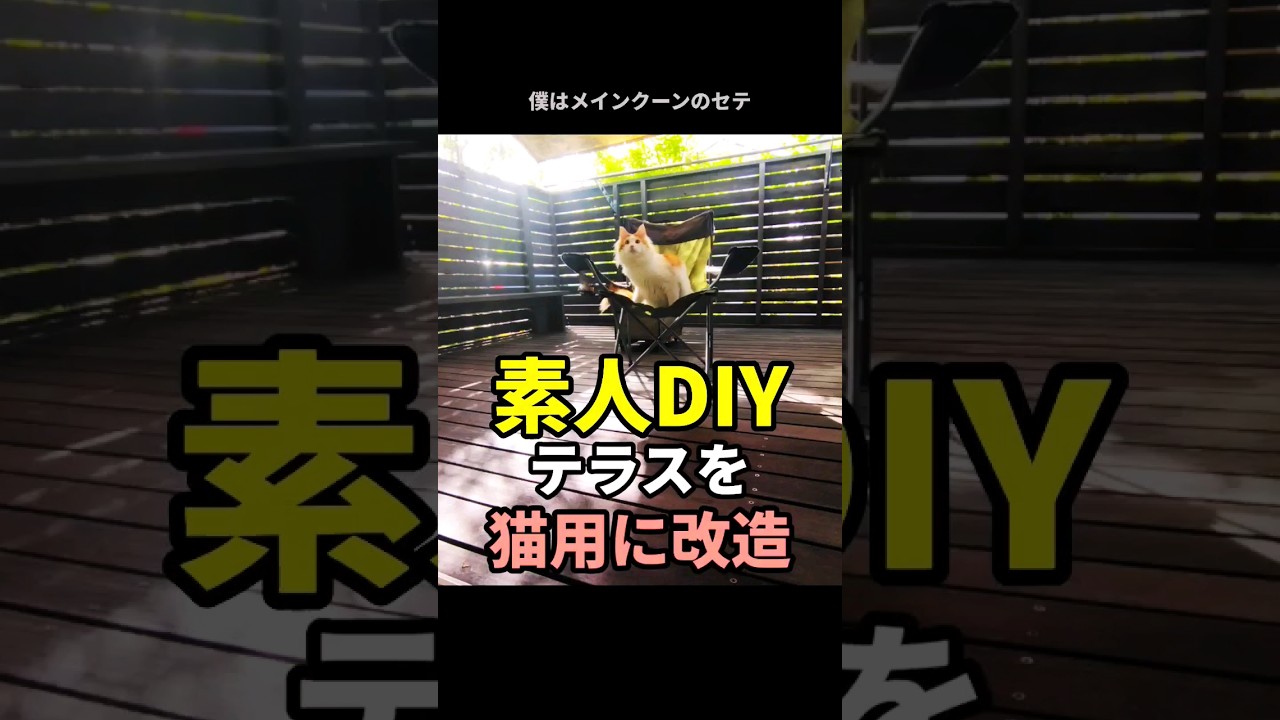 【DIY】素人がテラスを猫用に改造してみた #diy #猫 #patio #メインクーン #mainecoon
