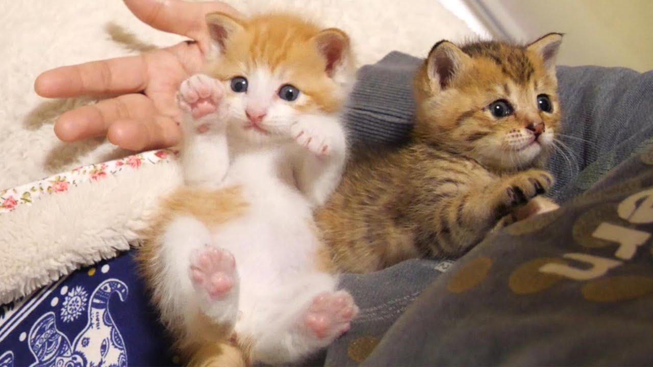 ふたりボッチの子猫は互いに温め合いながら眠りにつく【赤ちゃん猫　保護猫】