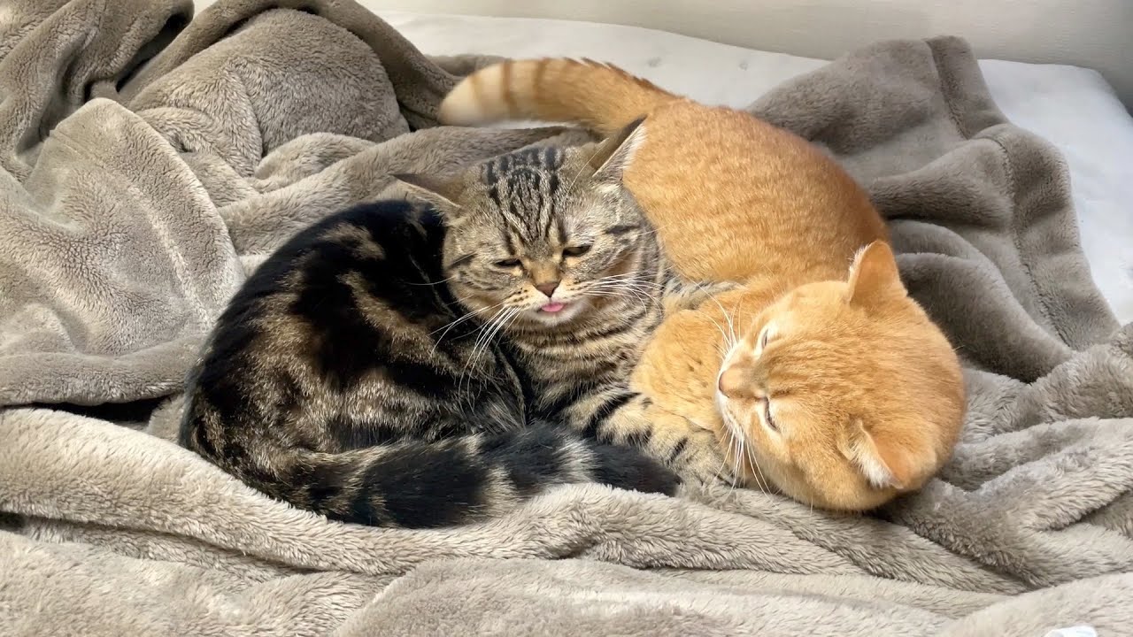 プリン毛玉の貴重な散乱シーン。