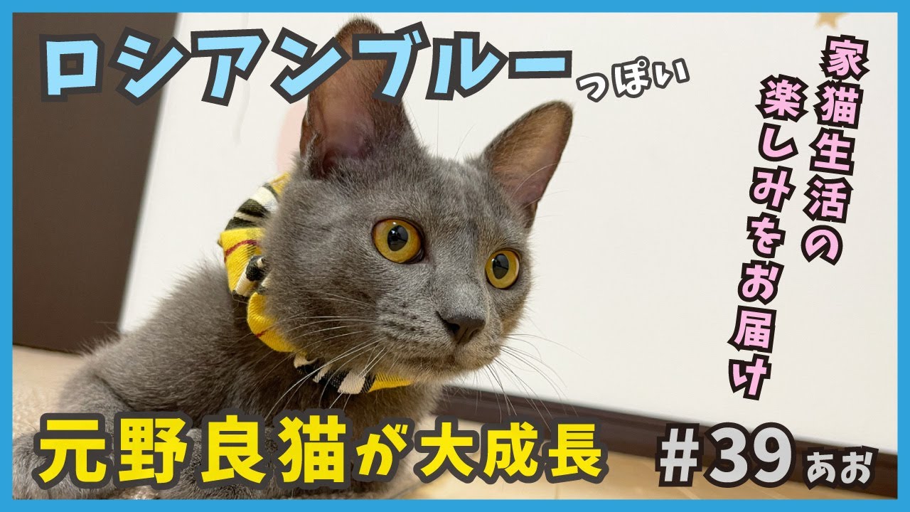 39 保護した子猫が立派な家猫に成長…ロシアンブルーっぽい元野良猫。【あお・迷い子猫はプチ怪獣】