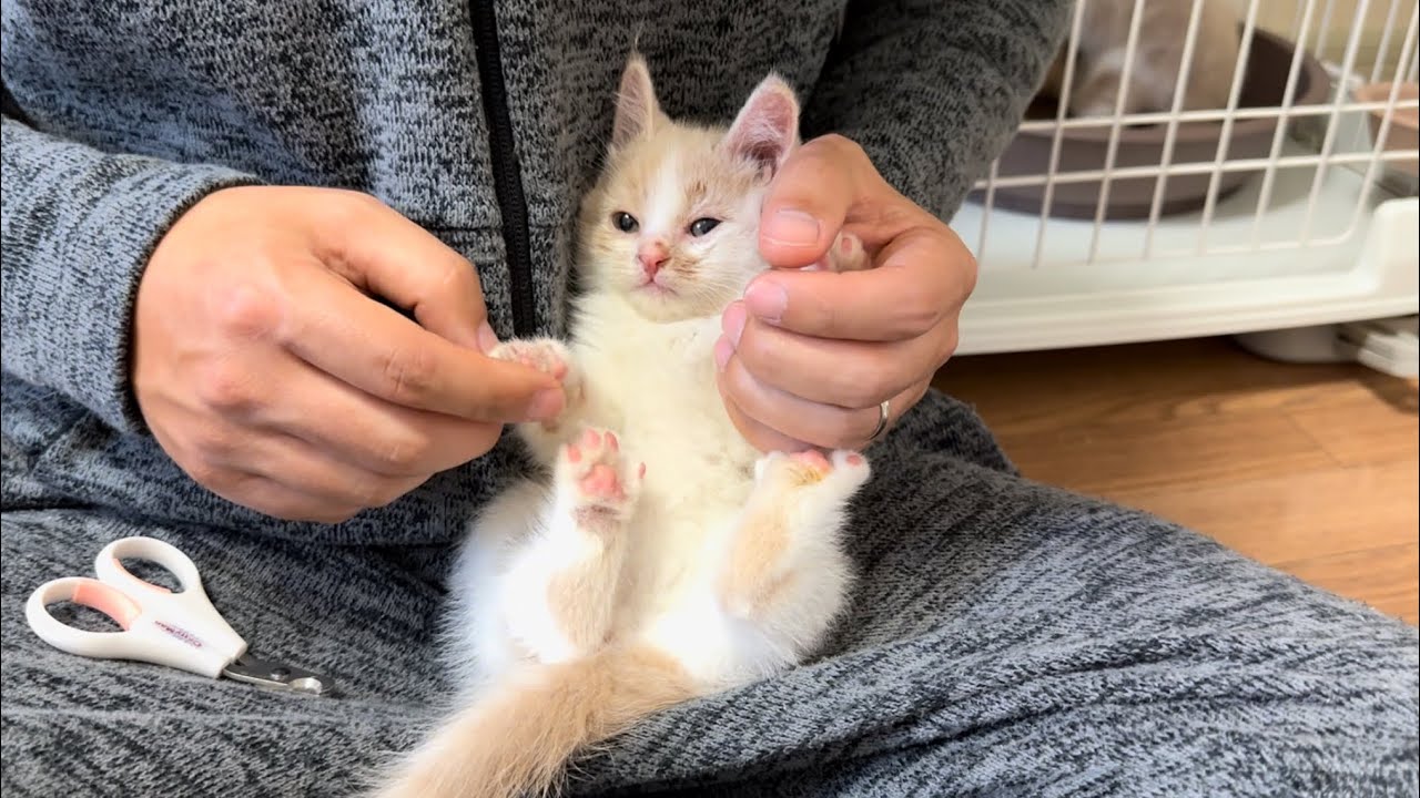 主の何気ない一言で子猫の機嫌がMAXに悪くなってしまいました。  #37