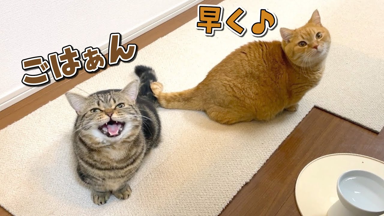 ママがキッチンに立つとごはんアピールする猫たちが可愛くて勝てないw
