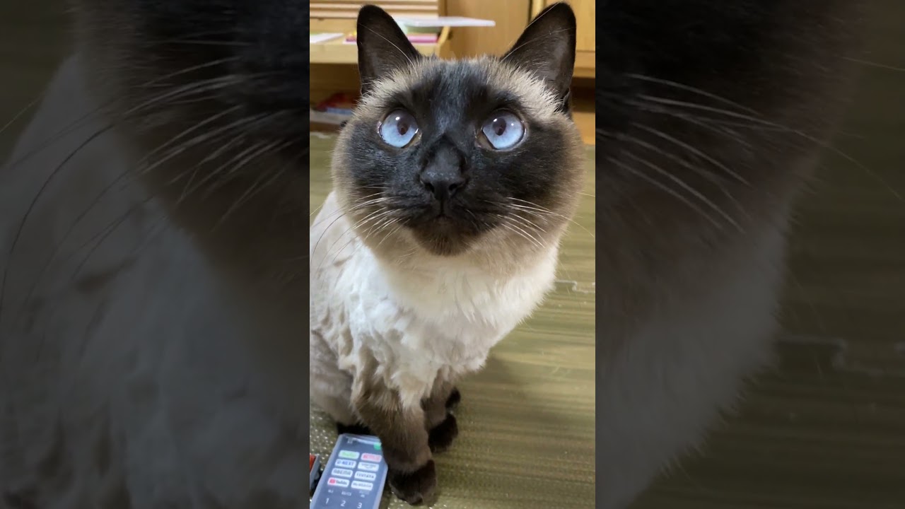 【2023.04.14】今日のシャム猫のふくさん（音無し）【たぬき猫】 #Shorts