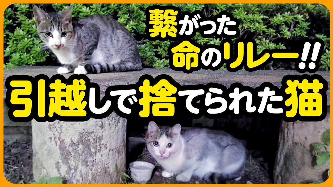 【命のリレー】飼い主引越しで置き去りにされた猫たち...優しい人の手で救われた命