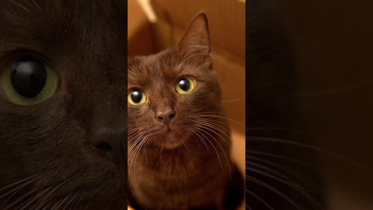 🐈 Gato Habana Brown 🐱✅💕 Hermosas Mascotas 😍