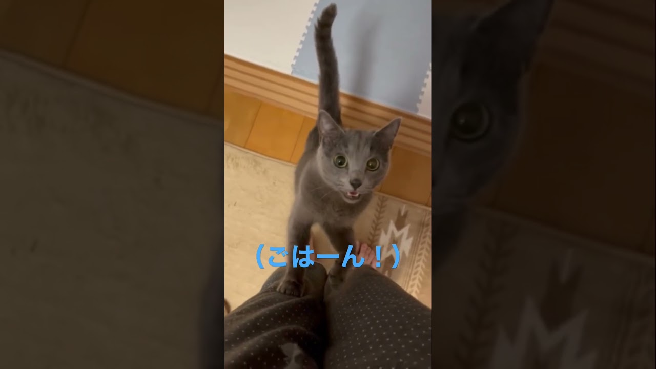 ご飯２時間前から叫ぶ猫（ロシアンブルー）#shorts