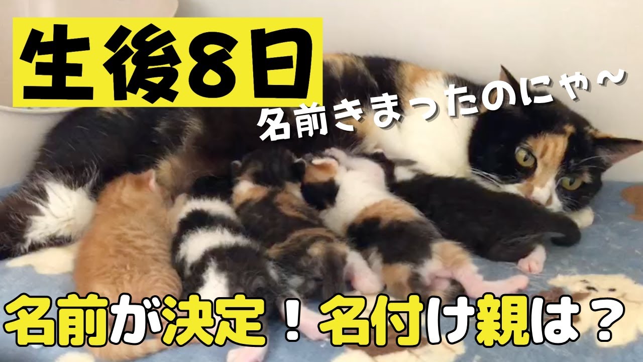 【生後8日】お名前発表〜。6匹の子猫とママ