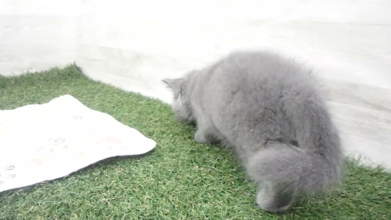 ペットショップcoo&riku No.00627240 ブリティッシュショートヘアー