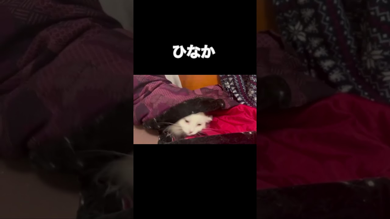いも虫みたいな猫#shorts #short #アメリカンカール #猫#おもしろ