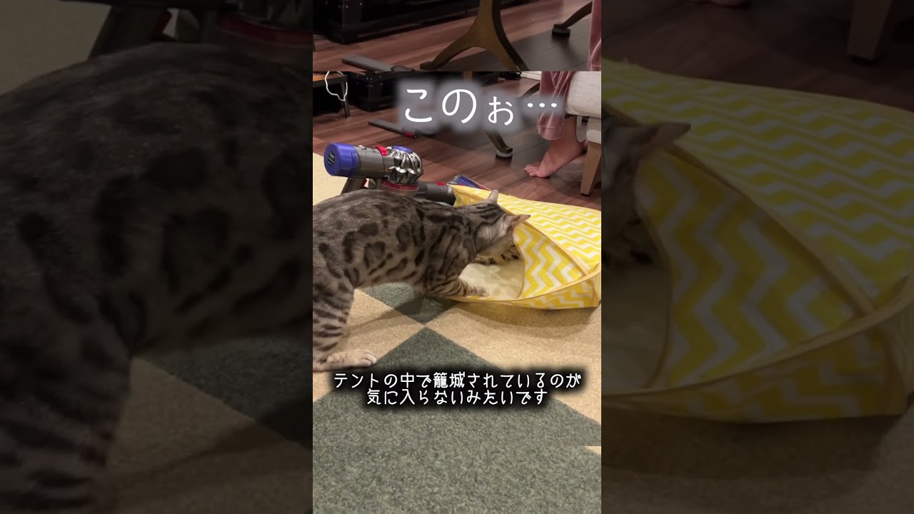 場所の取り合いをするネコ達　#ベンガル #ルトロゼ #猫