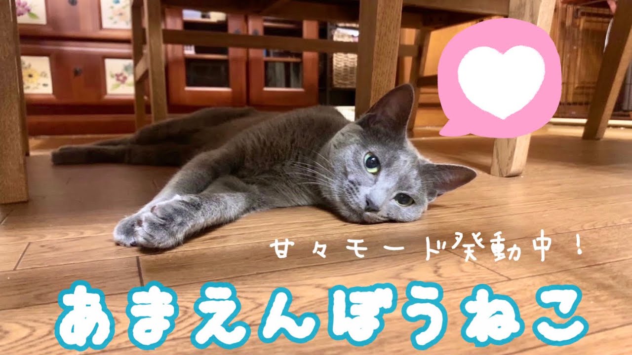 【猫】甘々の灰色猫に癒される動画〜Healed by a spoiled cat〜