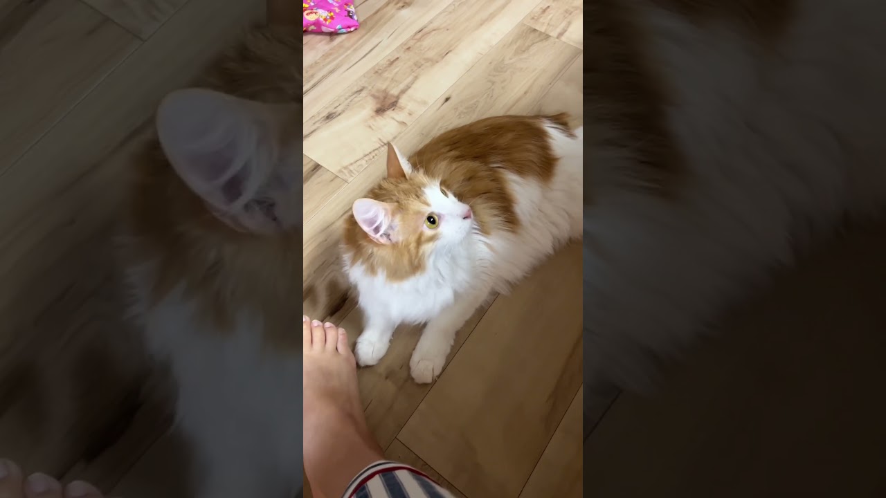 足が好きな猫#shorts 【マリー（メインクーン）】