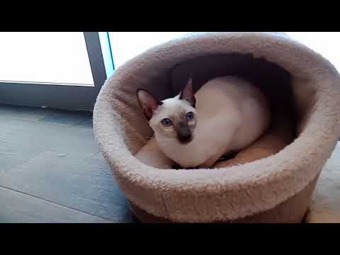 ペットショップCoo&RIKU　598557　トンキニーズ