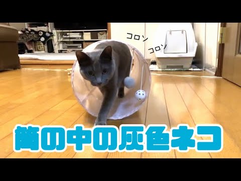 【猫】筒の中に潜む灰色猫