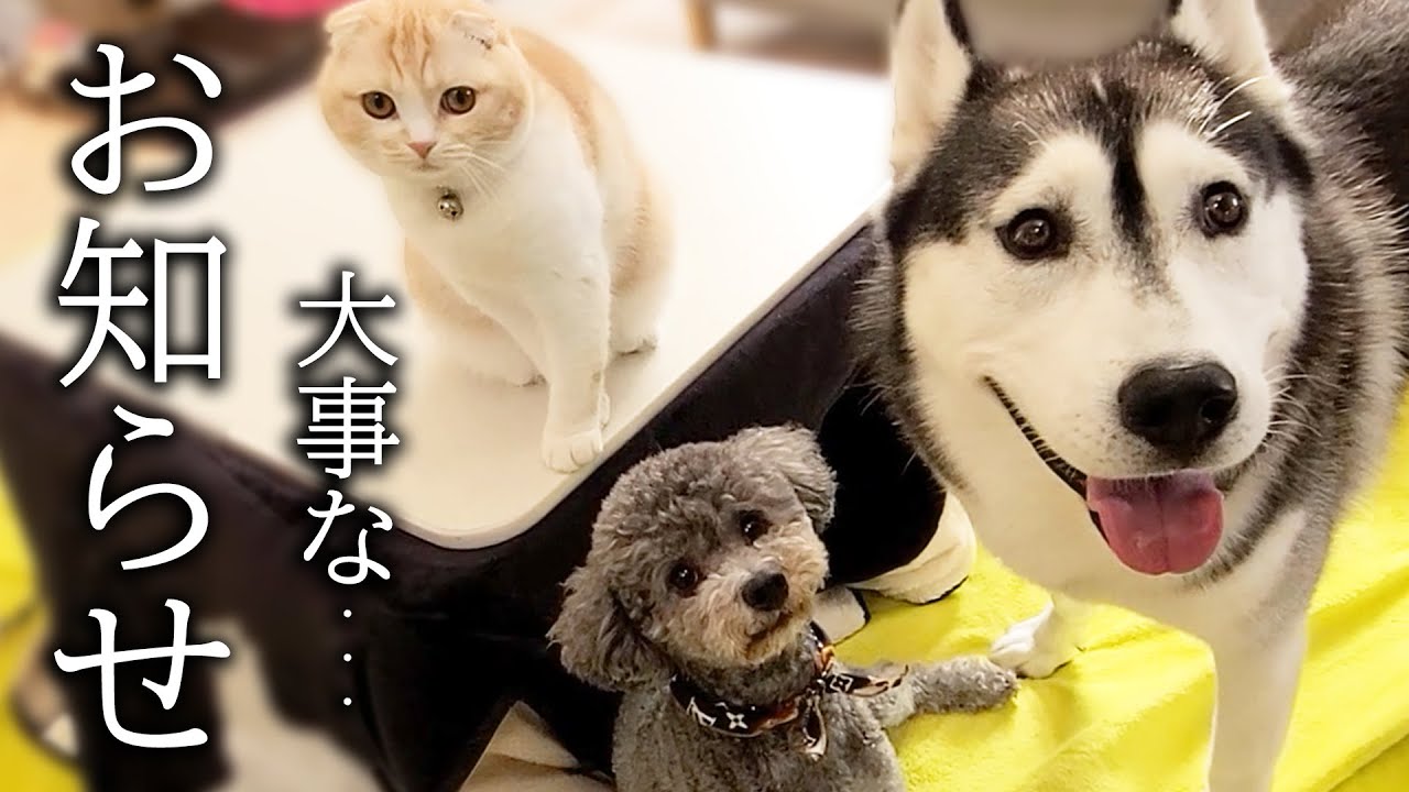 皆様に大事なお知らせがあります...