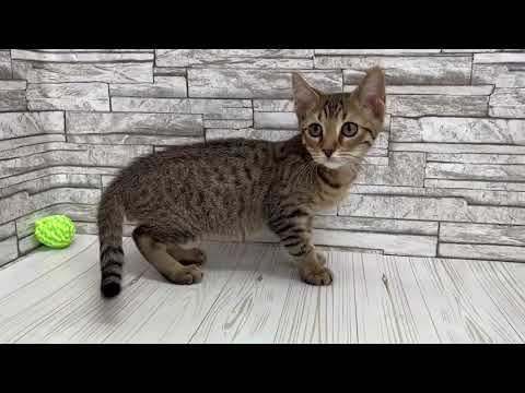 ペットショップcoo&riku No.620075　オシキャット