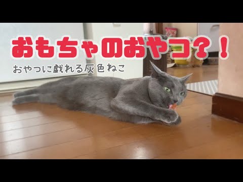 【猫】おやつをおもちゃ扱いする灰色猫