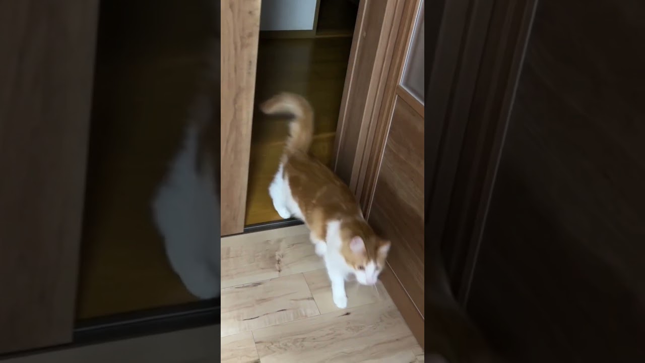 ドアを開けてほしい猫#shorts 【マリー（メインクーン）】