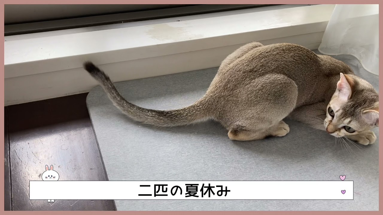 【シンガプーラ】こんにちは！ソラです。 #シンガプーラ #子猫 #成猫