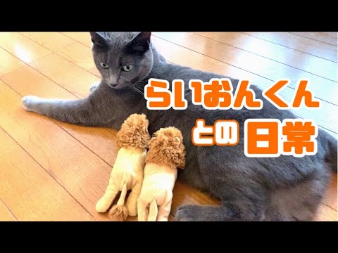 【猫】ライオン君と灰色猫の日常