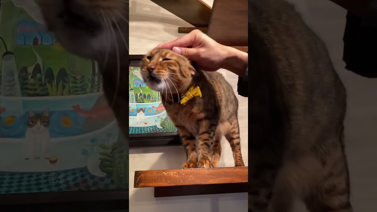 【ベンガル猫】鳴き声が可愛いし笑える　#shorts