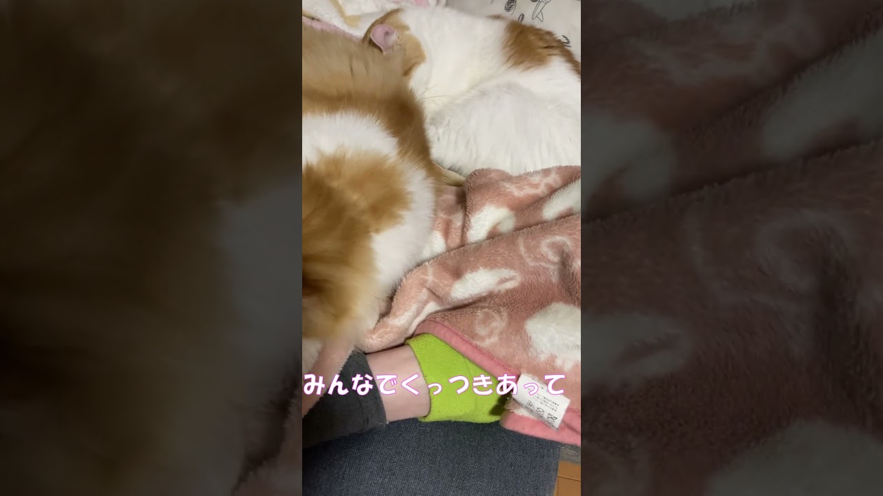 二匹と一人 #shorts  #猫 #アメリカンカール #cat