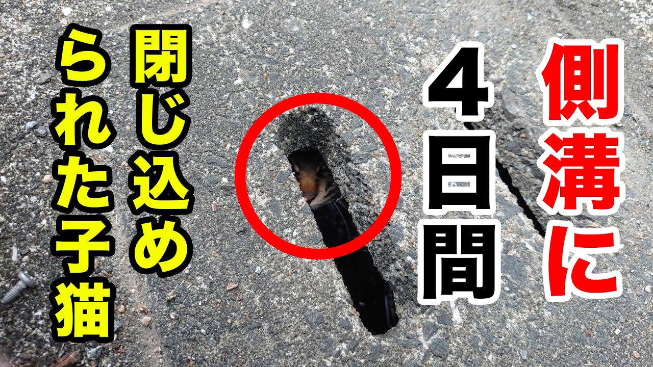 【アニマルレスキュー】 側溝の中に４日間閉じ込められてる子猫をレスキューせよ！