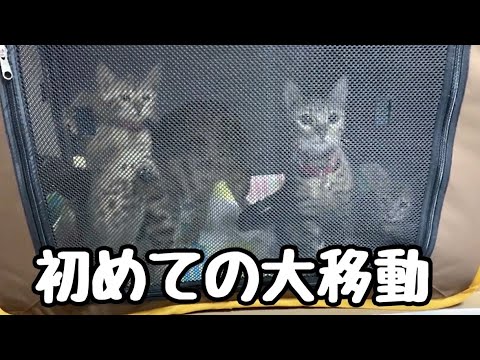 ベンガル三兄弟はじめての大移動は0歳2ヶ月でお利口さんでした