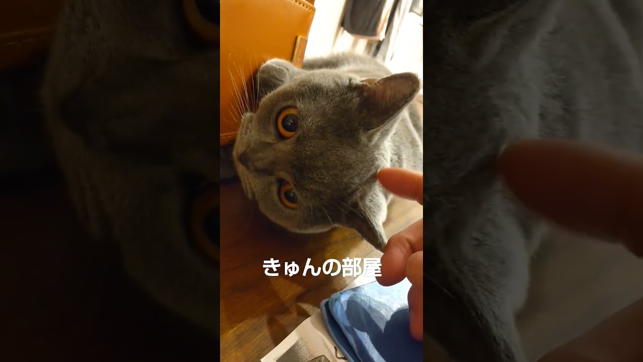 ごろん#ブリティッシュショートヘア #猫 #ねこ#shorts #cat