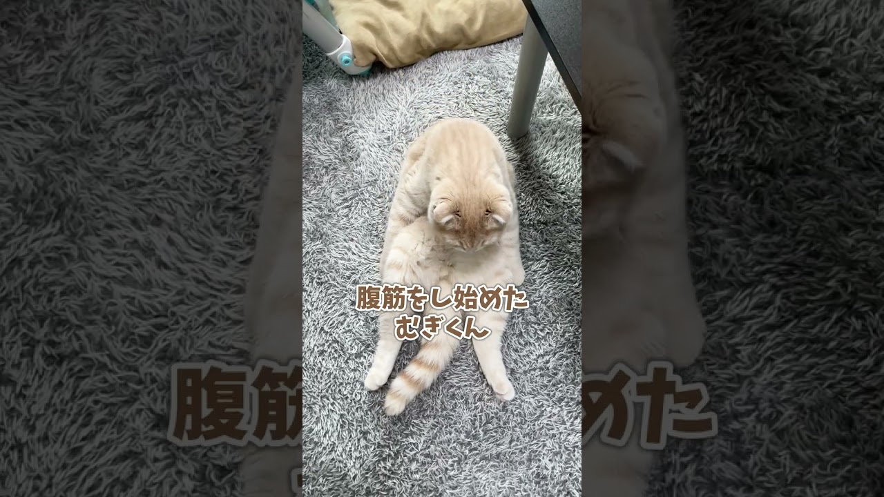 ヘソ天子猫が腹筋を始めました【スコティッシュフォールド】#shorts #かわいい #子猫