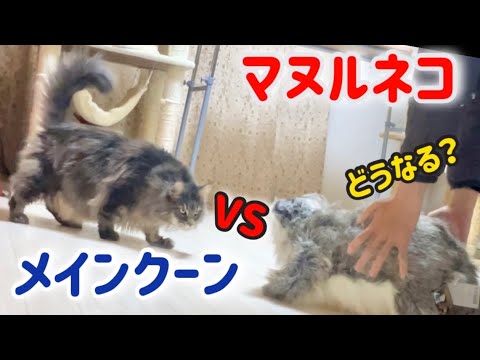 【メインクーンのいる日常】猫がいる生活は楽しい　「超リアル！？マルヌネコの縫いぐるみに会わせてみた」　2023/3/7